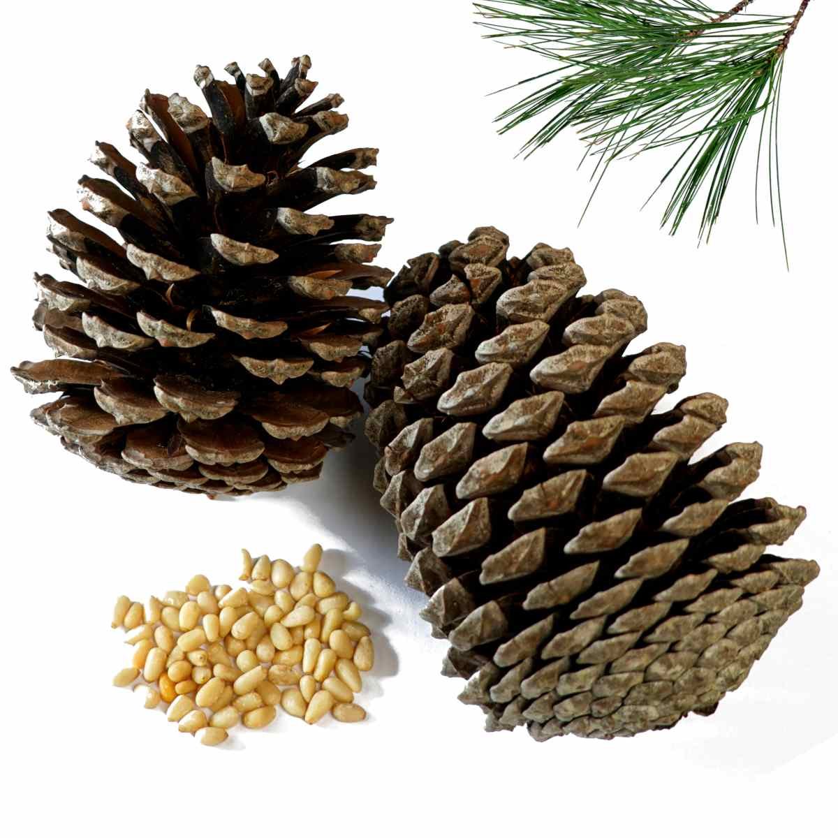 pine fruit